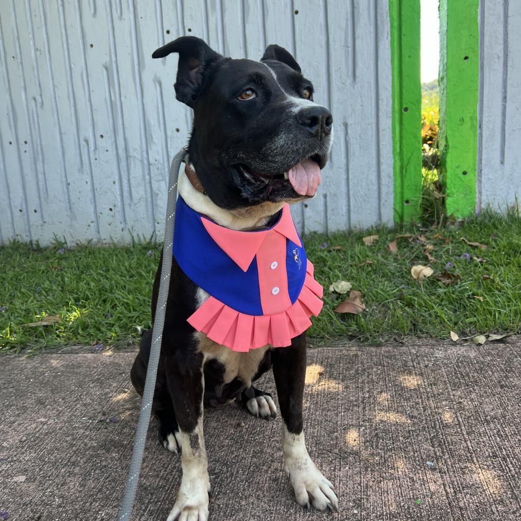 Enlarge Fiorella, a Adoptable mixed breed in Guaynabo, PR image 5/6