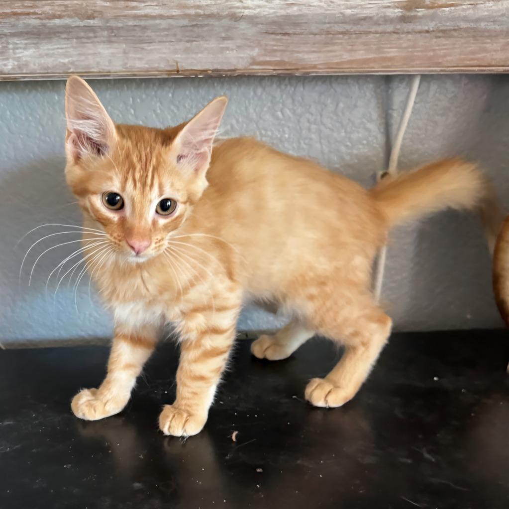 Enlarge Leal, a Adoptable mixed breed in San Jacinto, CA image 1/1