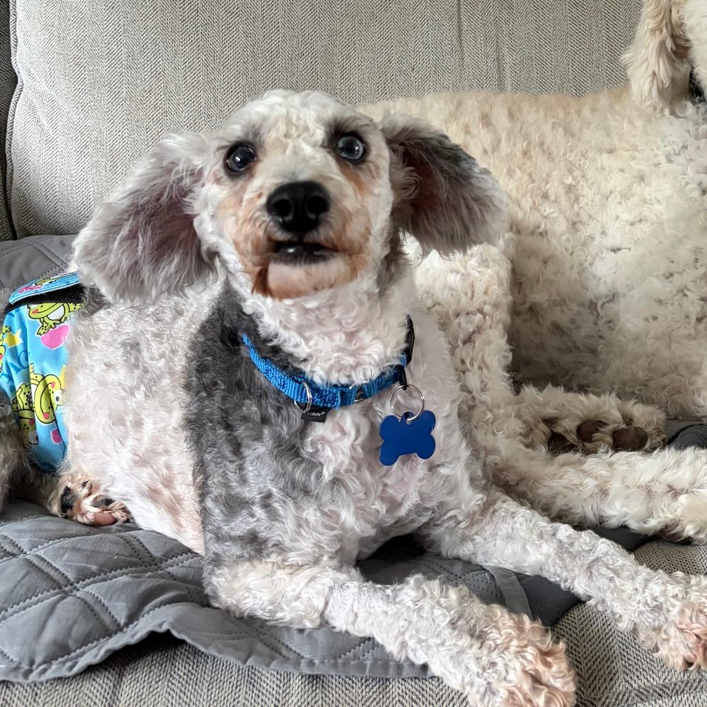 Sam, Adoptable, Adult Male Miniature Poodle.