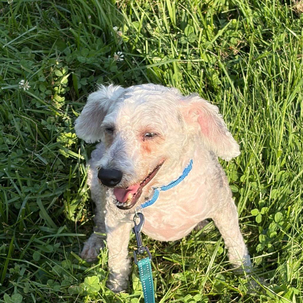 Sam, a Adoptable Miniature Poodle in Sinking Spring, PA image 2/6