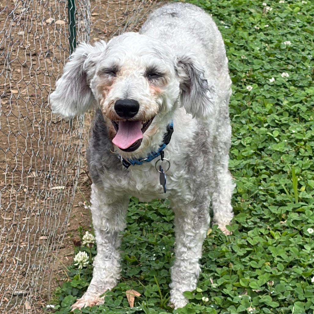 Sam, a Adoptable Miniature Poodle in Sinking Spring, PA image 3/6