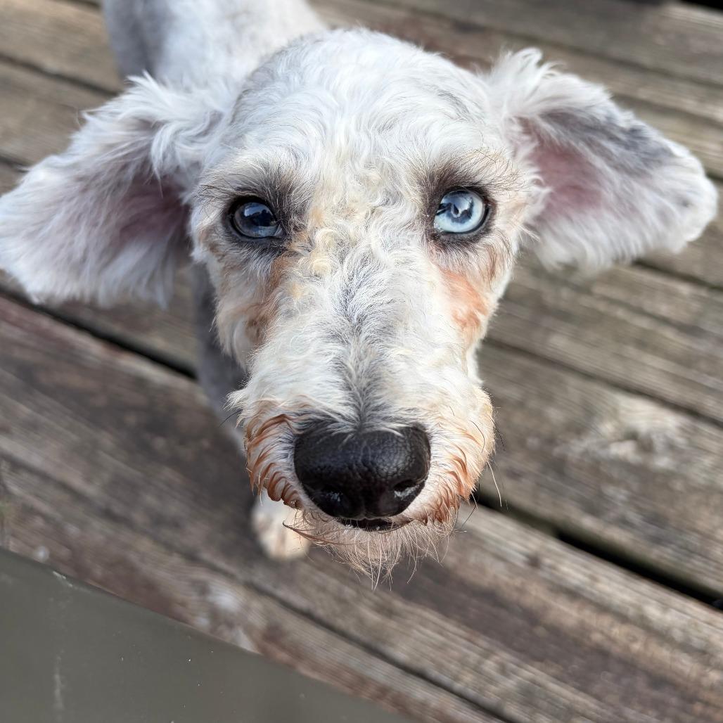 Sam, a Adoptable Miniature Poodle in Sinking Spring, PA image 4/6
