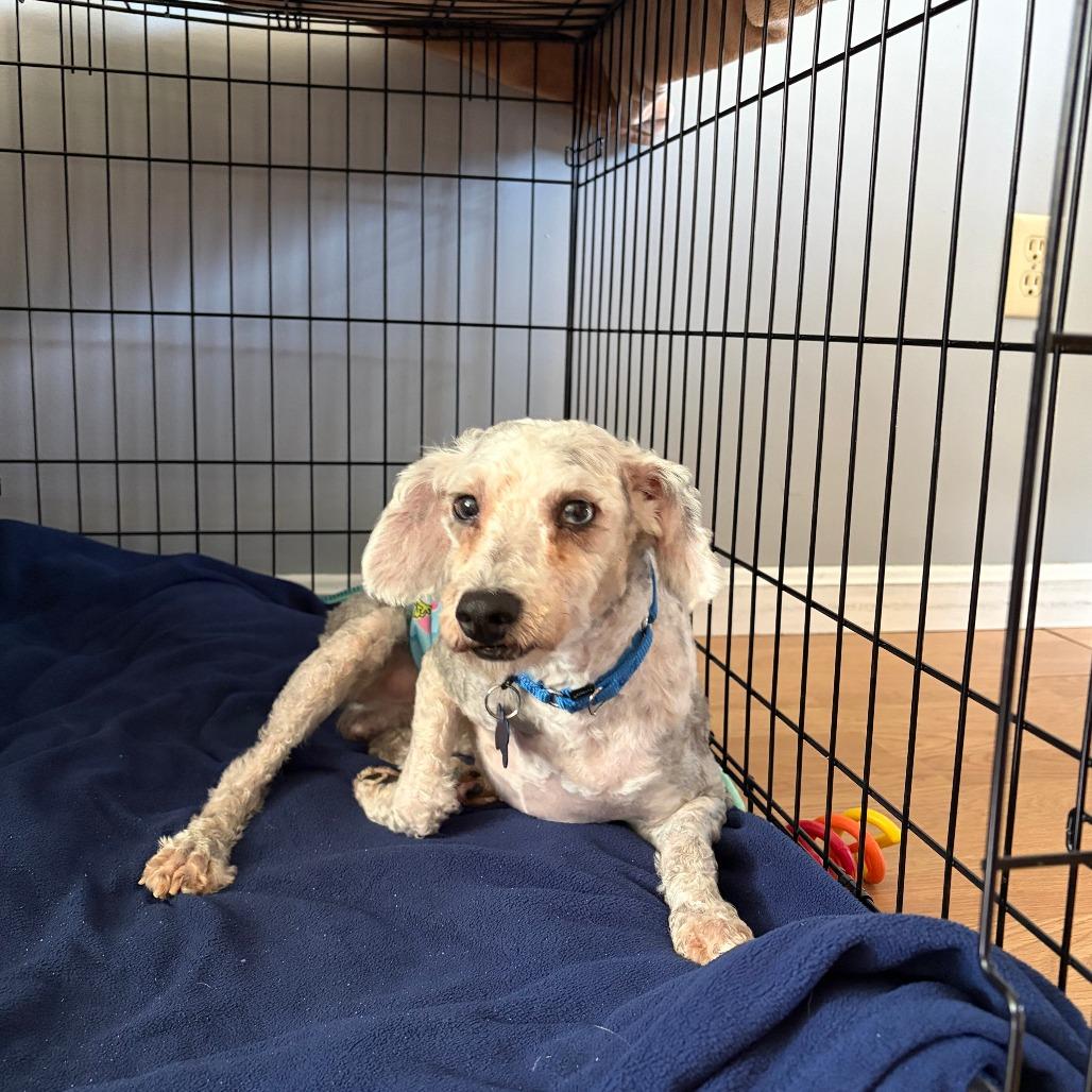 Sam, a Adoptable Miniature Poodle in Sinking Spring, PA image 5/6