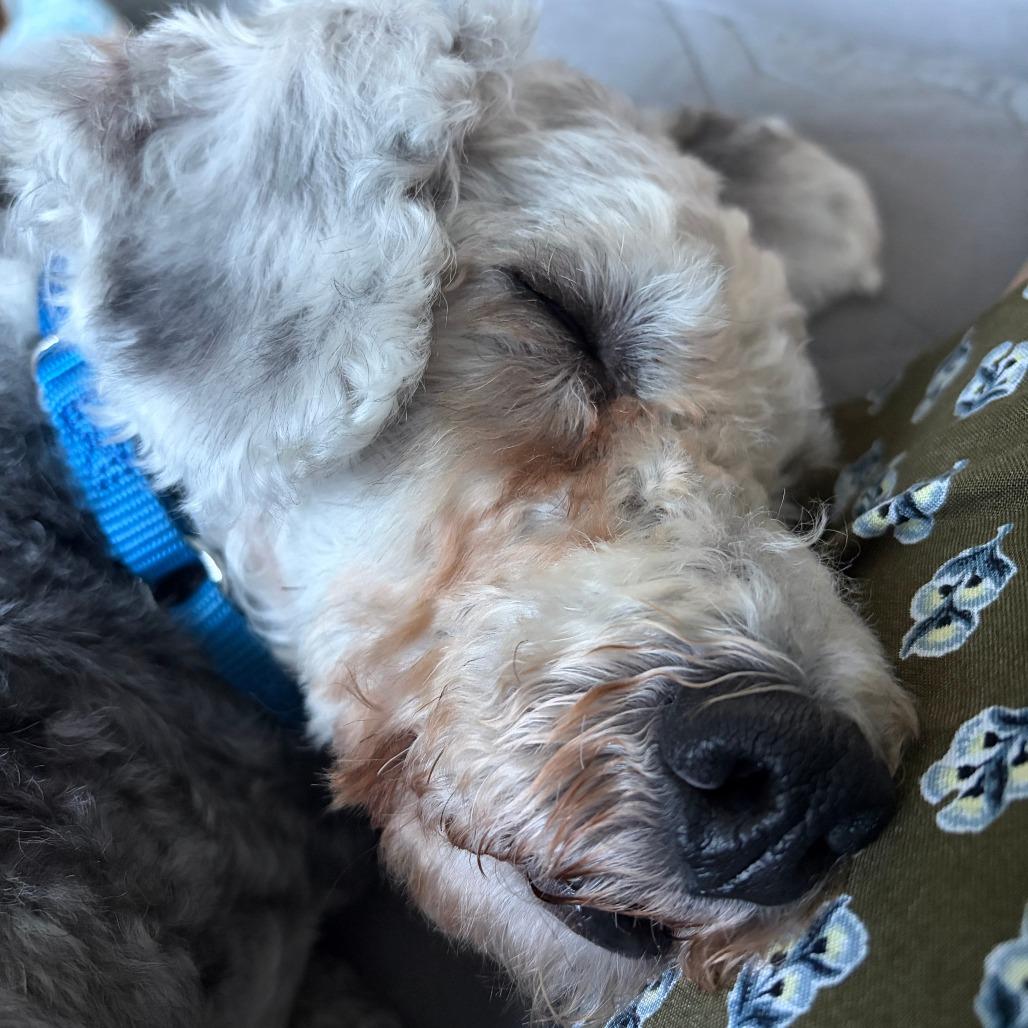 Sam, a Adoptable Miniature Poodle in Sinking Spring, PA image 6/6