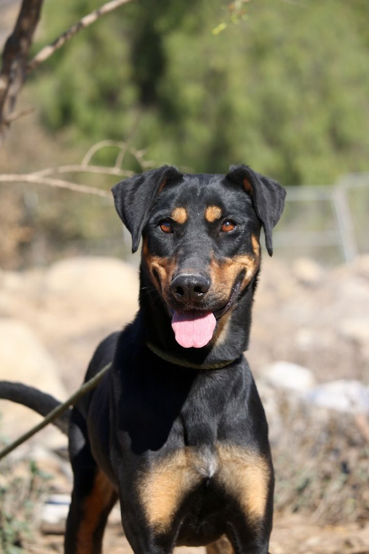 Enlarge Lainey, a Adoptable mixed breed in Fillmore, CA image 1/8