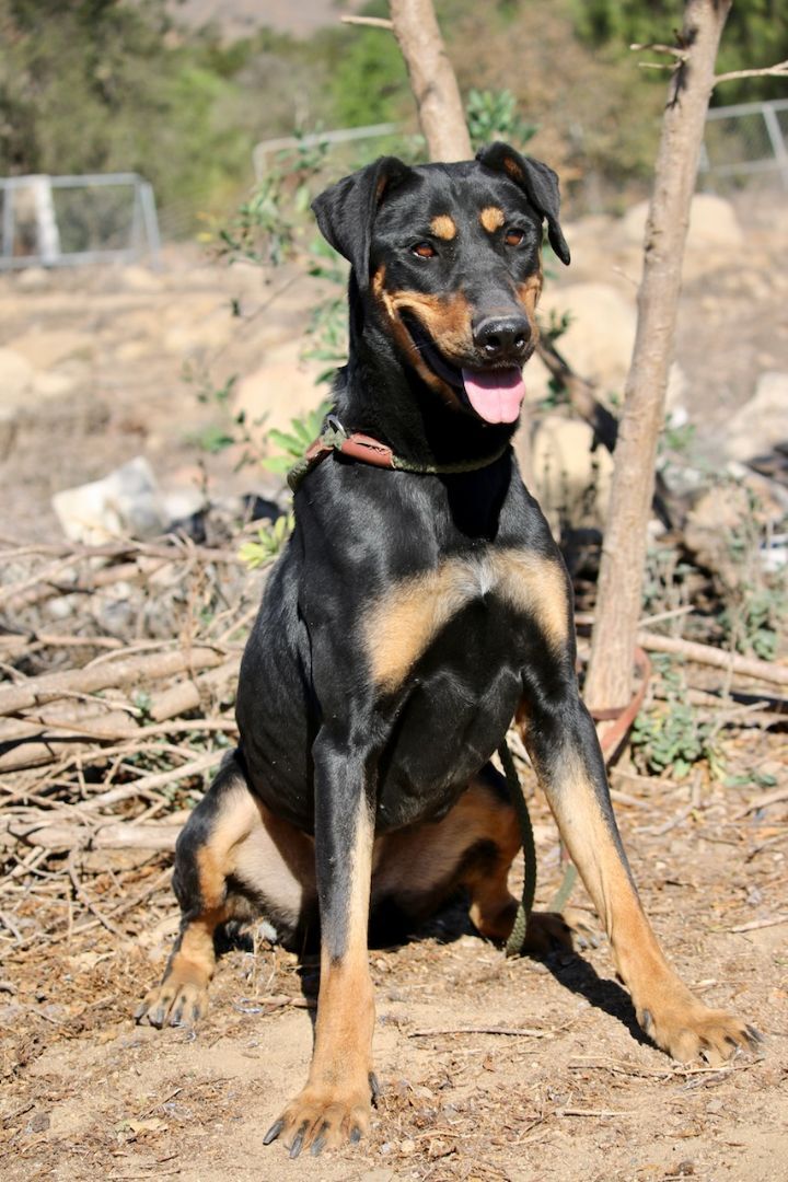 Enlarge Lainey, a Adoptable mixed breed in Fillmore, CA image 2/8