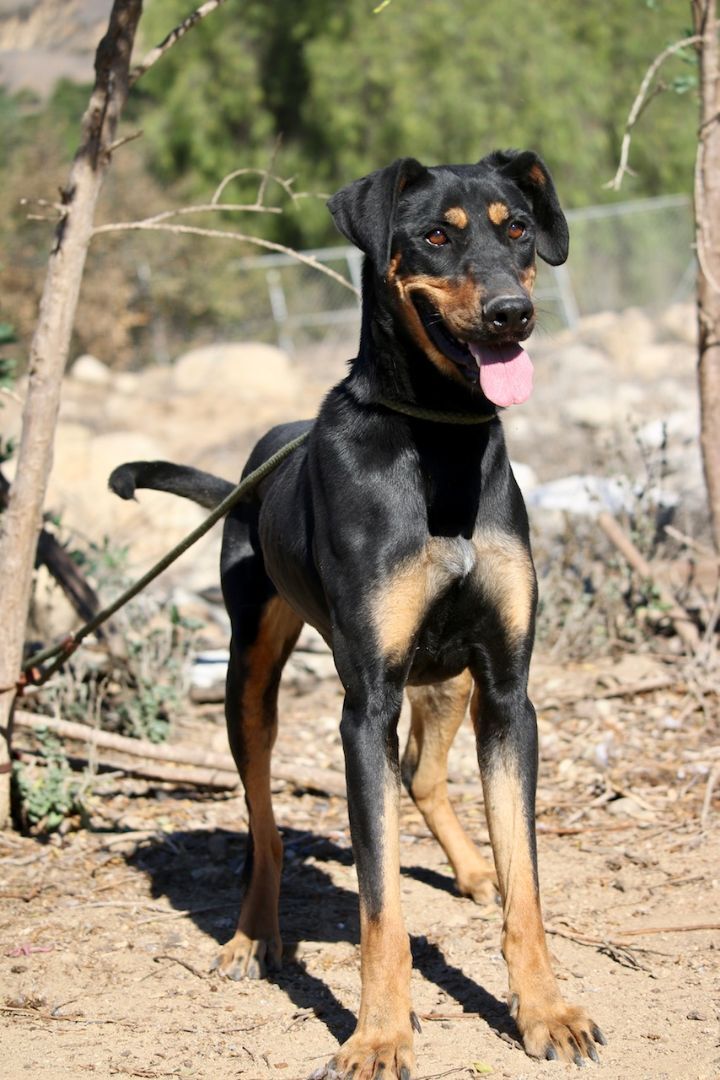 Enlarge Lainey, a Adoptable mixed breed in Fillmore, CA image 3/8