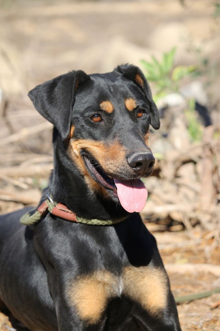 Enlarge Lainey, a Adoptable mixed breed in Fillmore, CA image 4/8