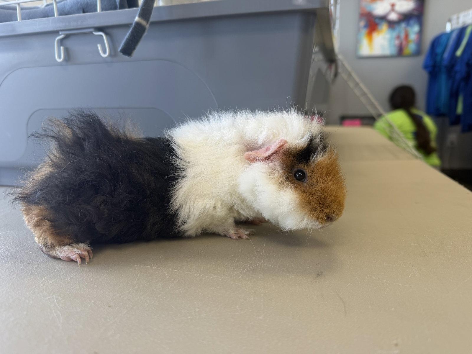 Crackers, Adoptable, Young Male Guinea Pig.