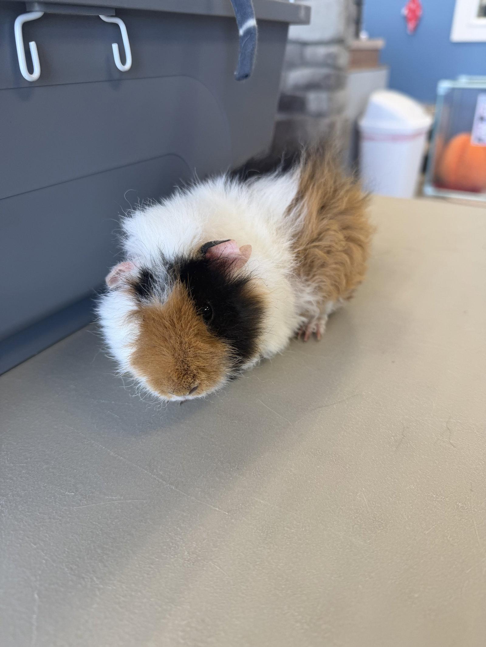 Enlarge Crackers, a Adoptable Guinea Pig in Georgetown, KY image 2/2