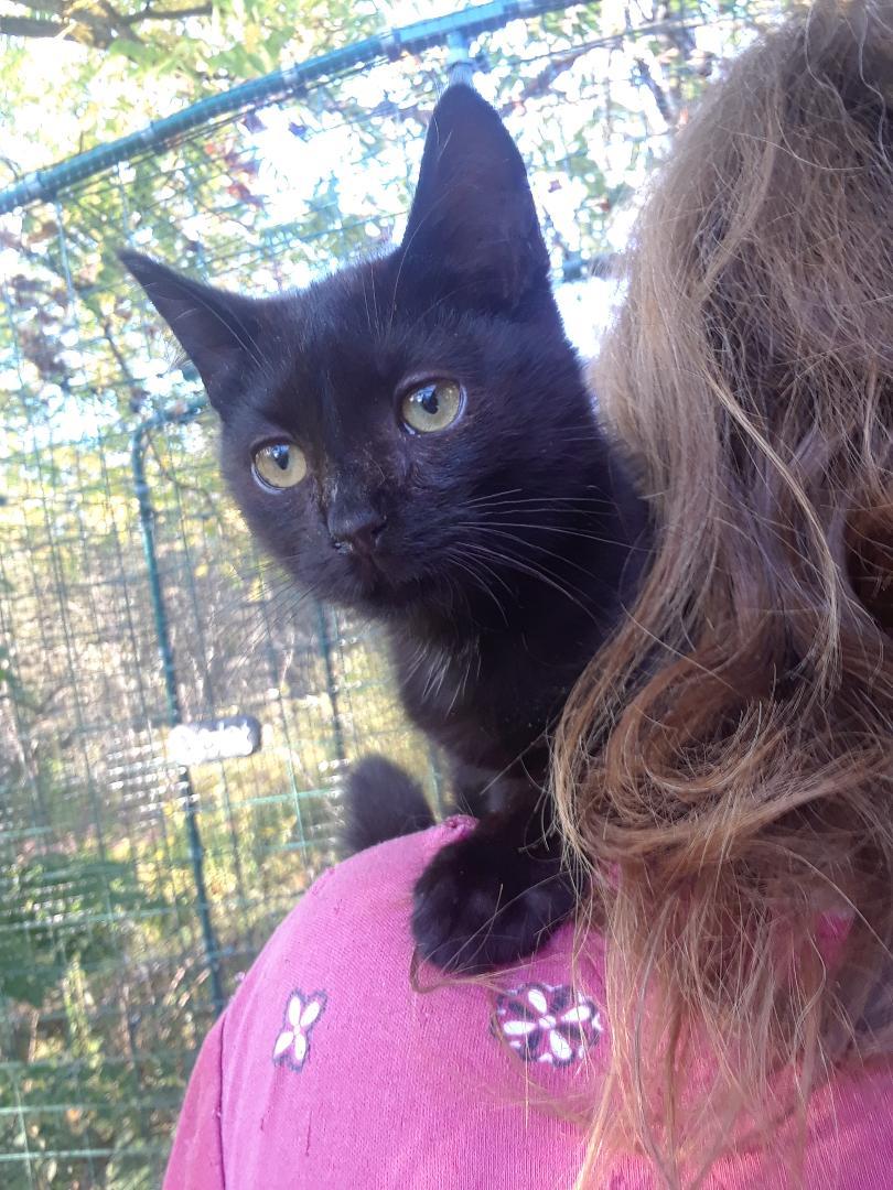 Monster, an adopted Domestic Short Hair in Millerton, PA image 2/6