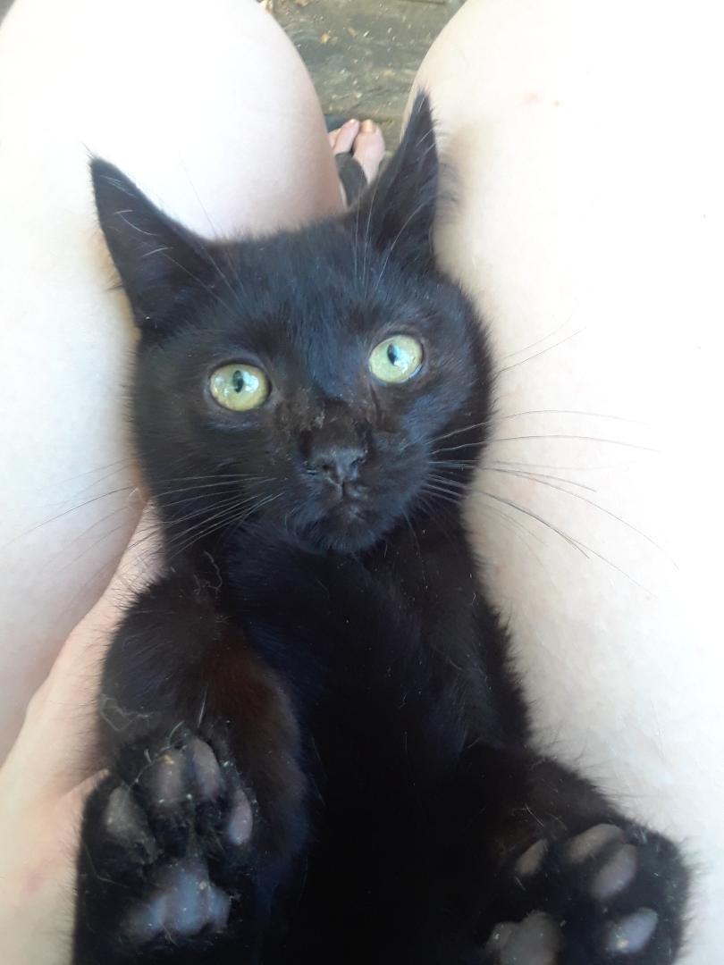 Monster, an adopted Domestic Short Hair in Millerton, PA image 1/6