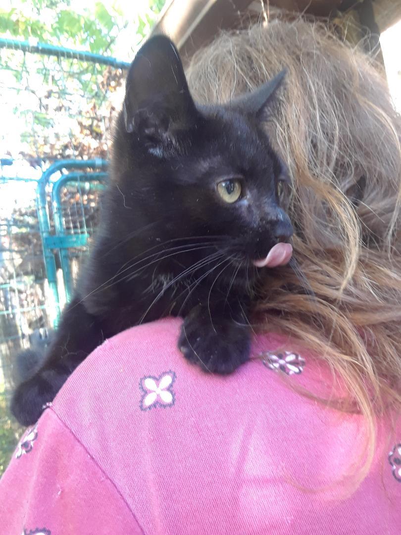 Monster, an adopted Domestic Short Hair in Millerton, PA image 3/6