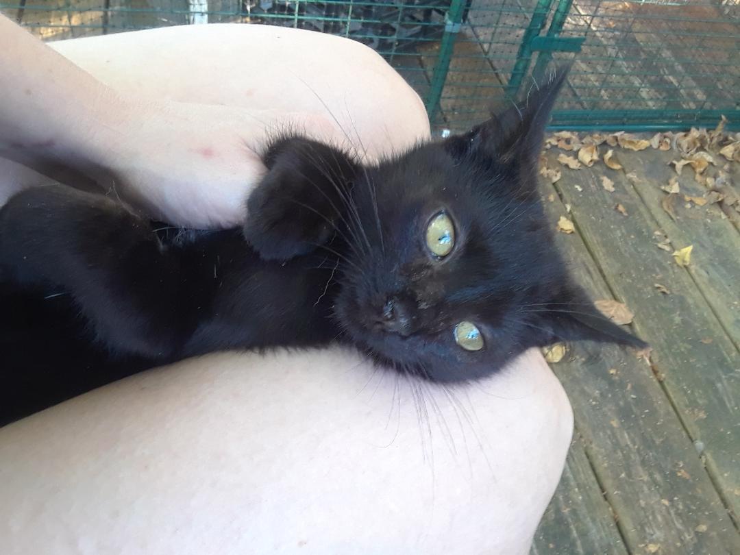 Monster, an adopted Domestic Short Hair in Millerton, PA image 4/6