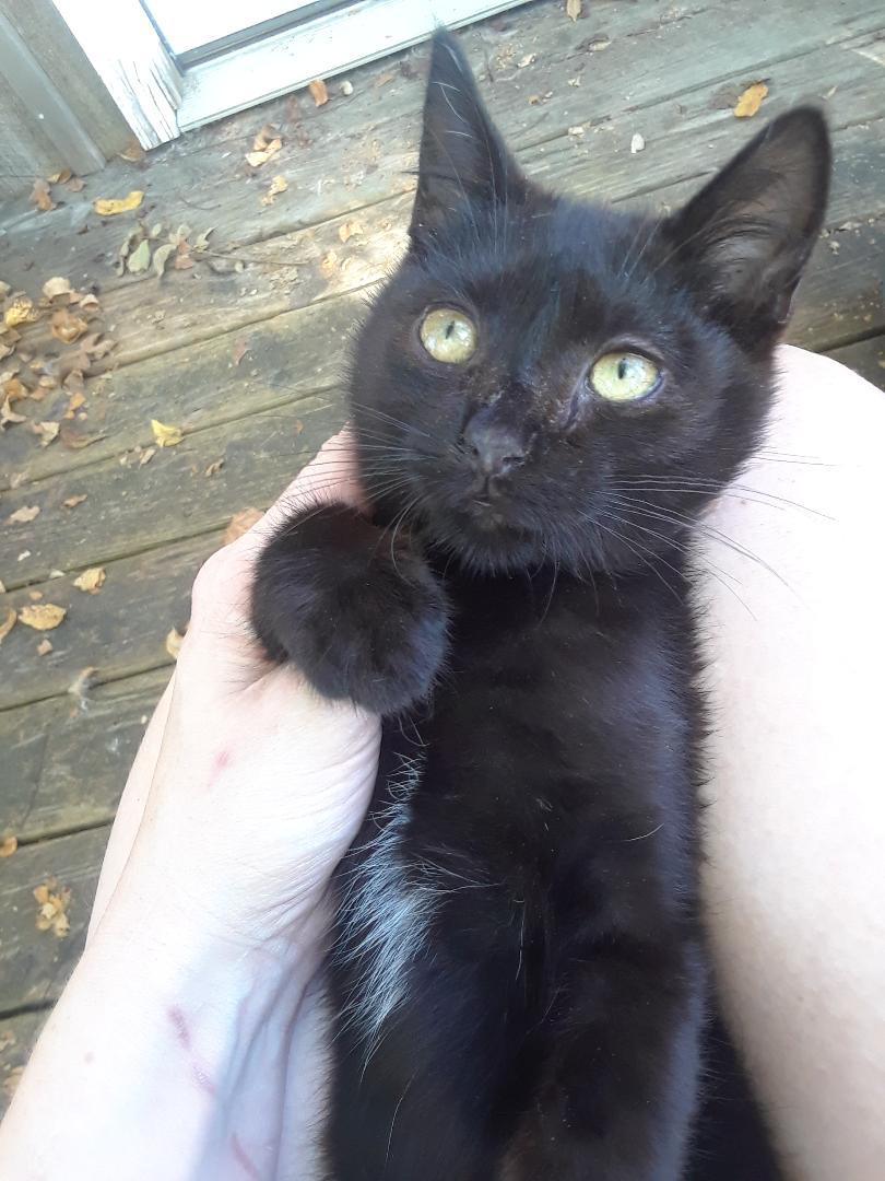 Monster, an adopted Domestic Short Hair in Millerton, PA image 5/6