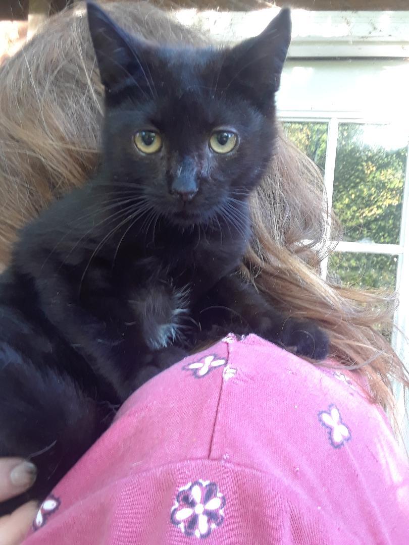 Monster, an adopted Domestic Short Hair in Millerton, PA image 6/6