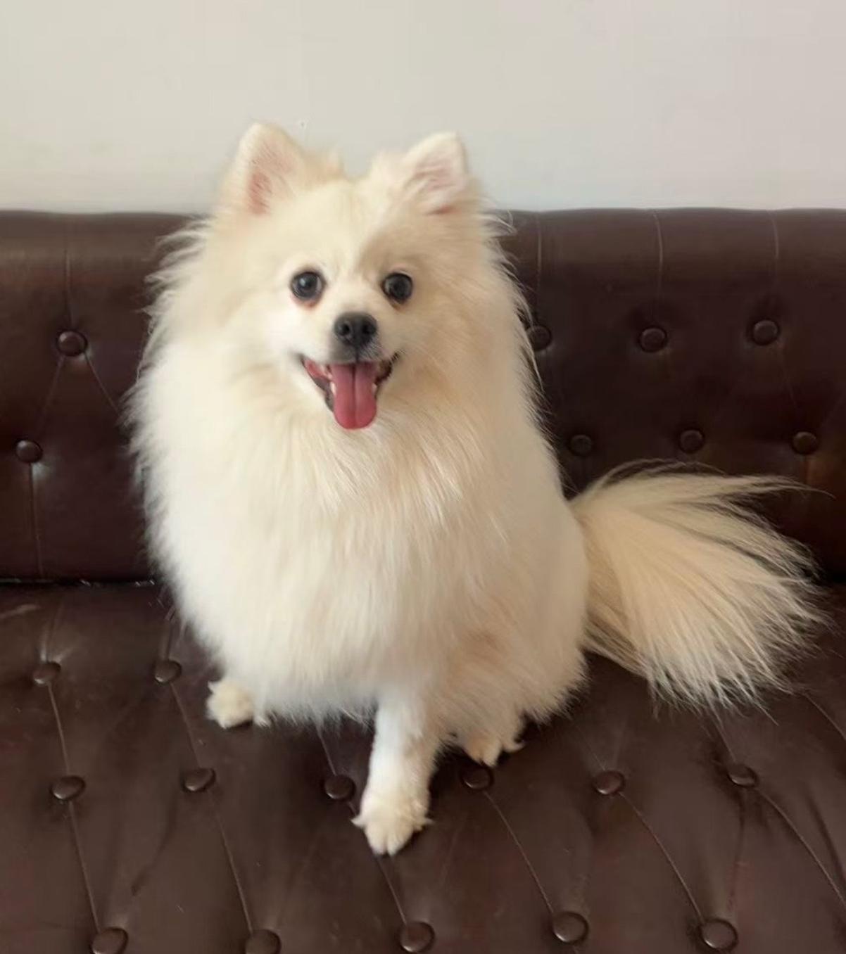 Frost, Adoptable, Young Female Pomeranian.