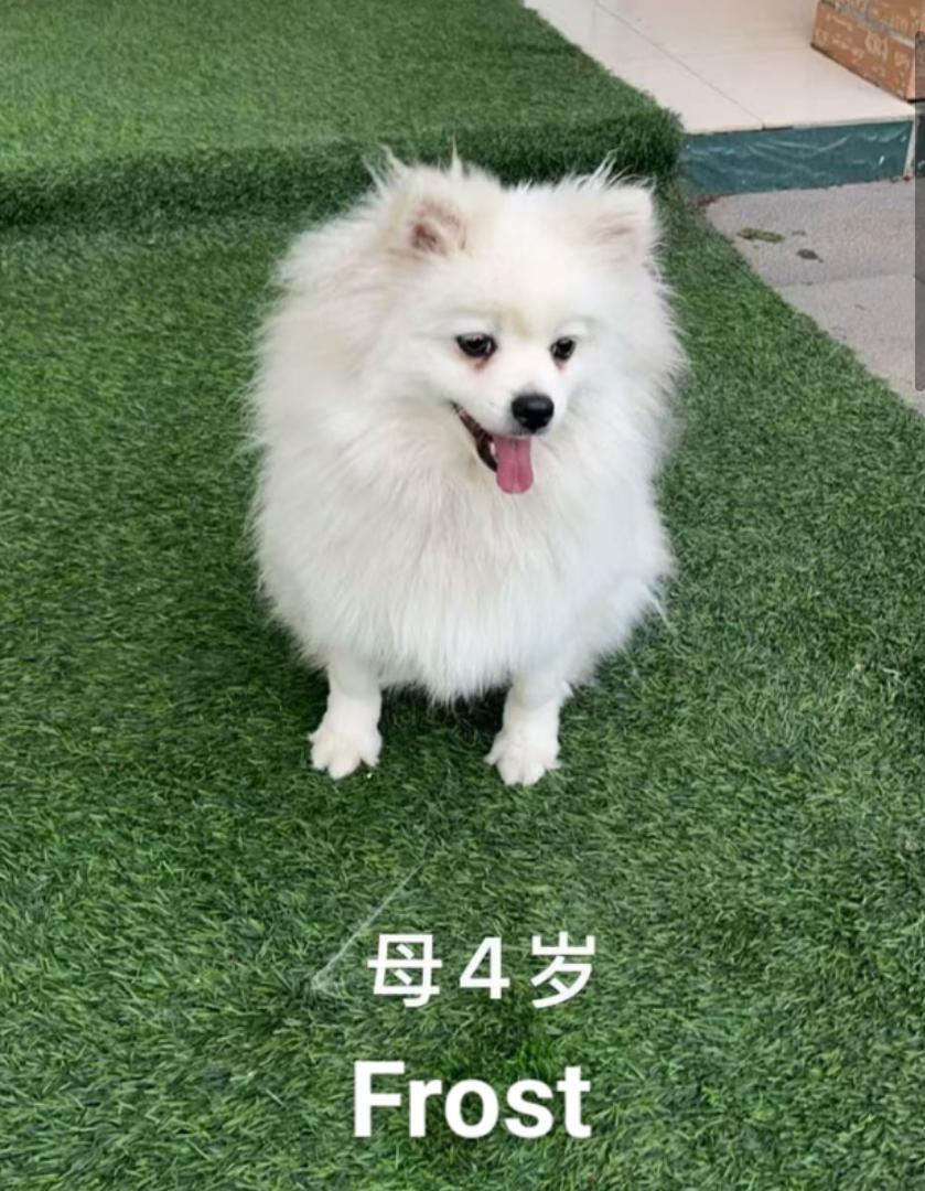 Enlarge Frost, a Adoptable Pomeranian in Sagaponack, NY image 3/4