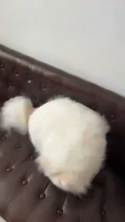 Enlarge Frost, a Adoptable Pomeranian in Sagaponack, NY video 4/4