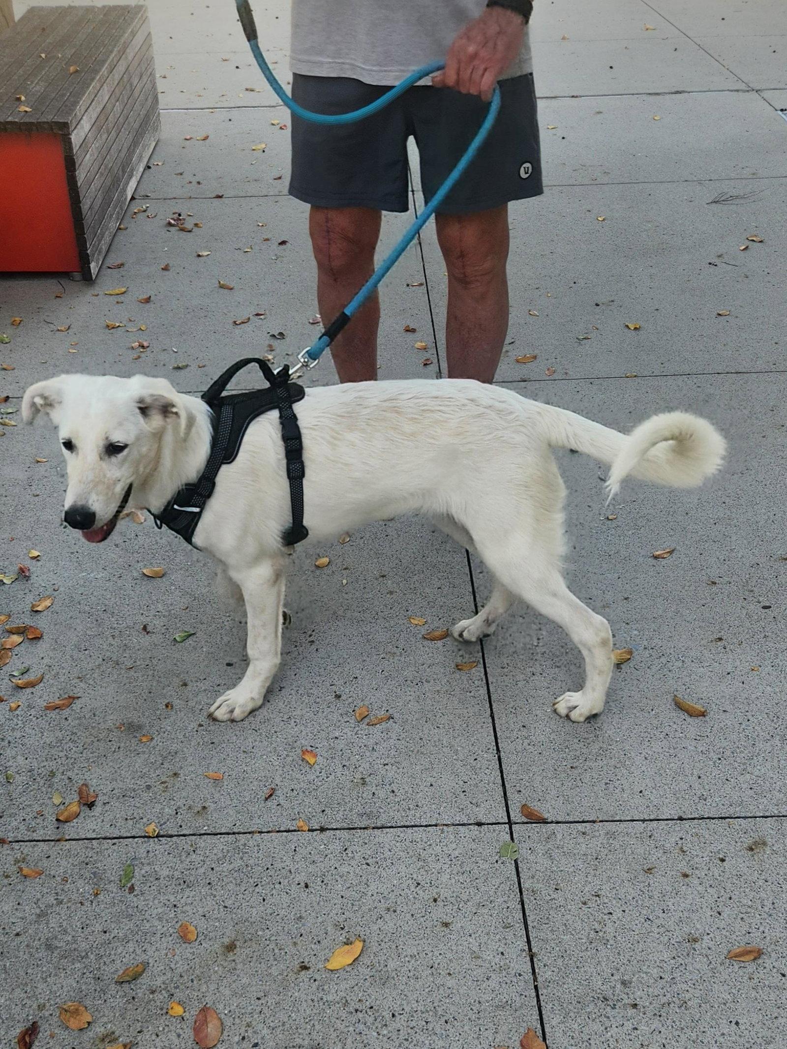 Whitney, Adoptable, Young Female Labrador Retriever.