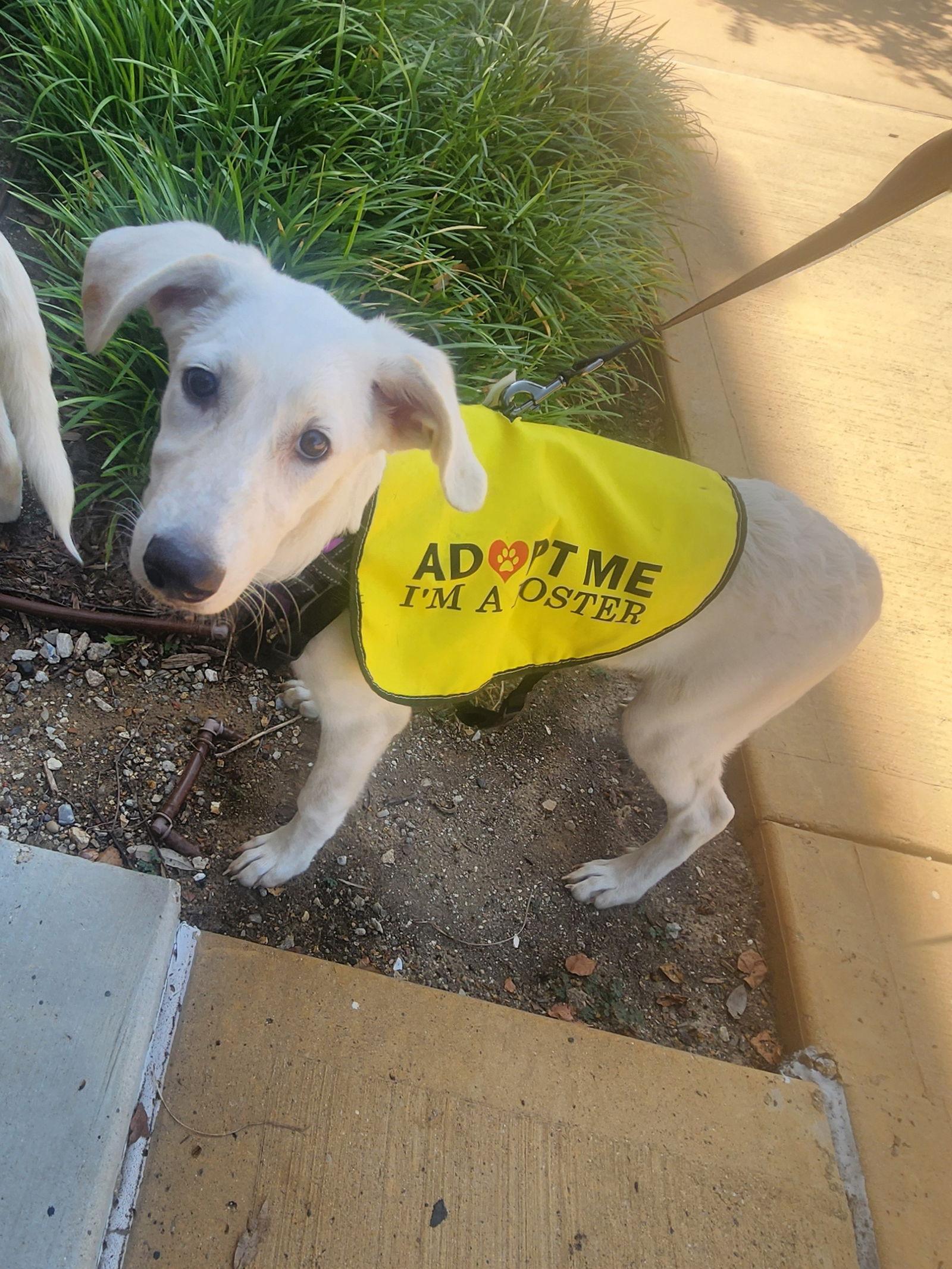 Whitney, Adoptable, Young Female Great Pyrenees.