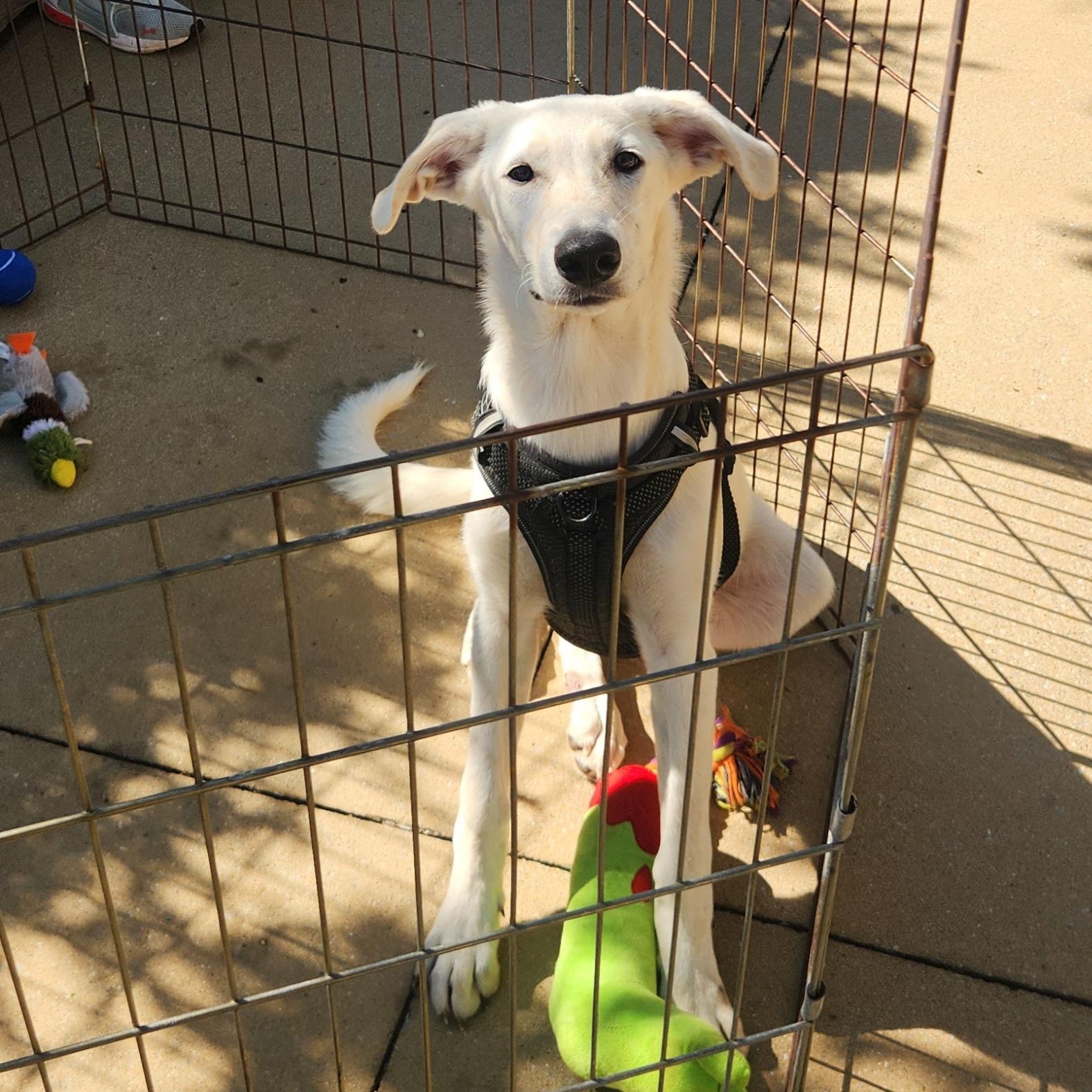 Enlarge Whitney, a Adoptable mixed breed image 1/4