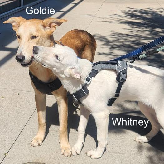 Whitney, Adoptable, Young Female Labrador Retriever.