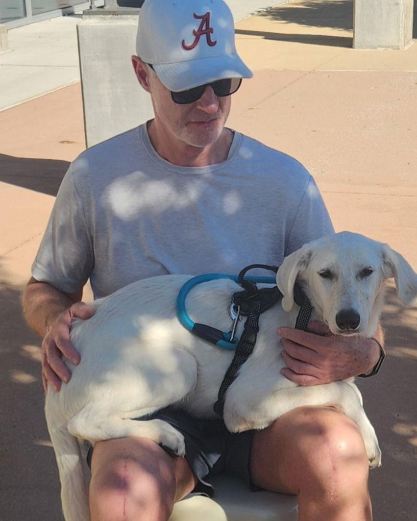 Enlarge Whitney, a Adoptable Labrador Retriever in Dallas, TX image 2/3