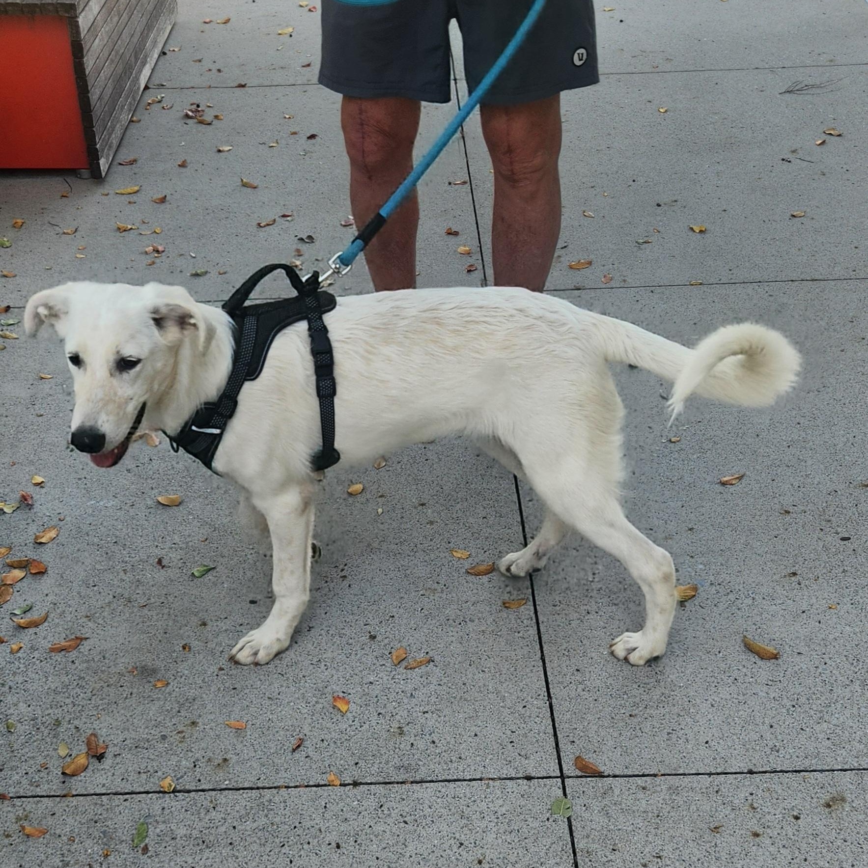 Enlarge Whitney, a Adoptable mixed breed image 2/4