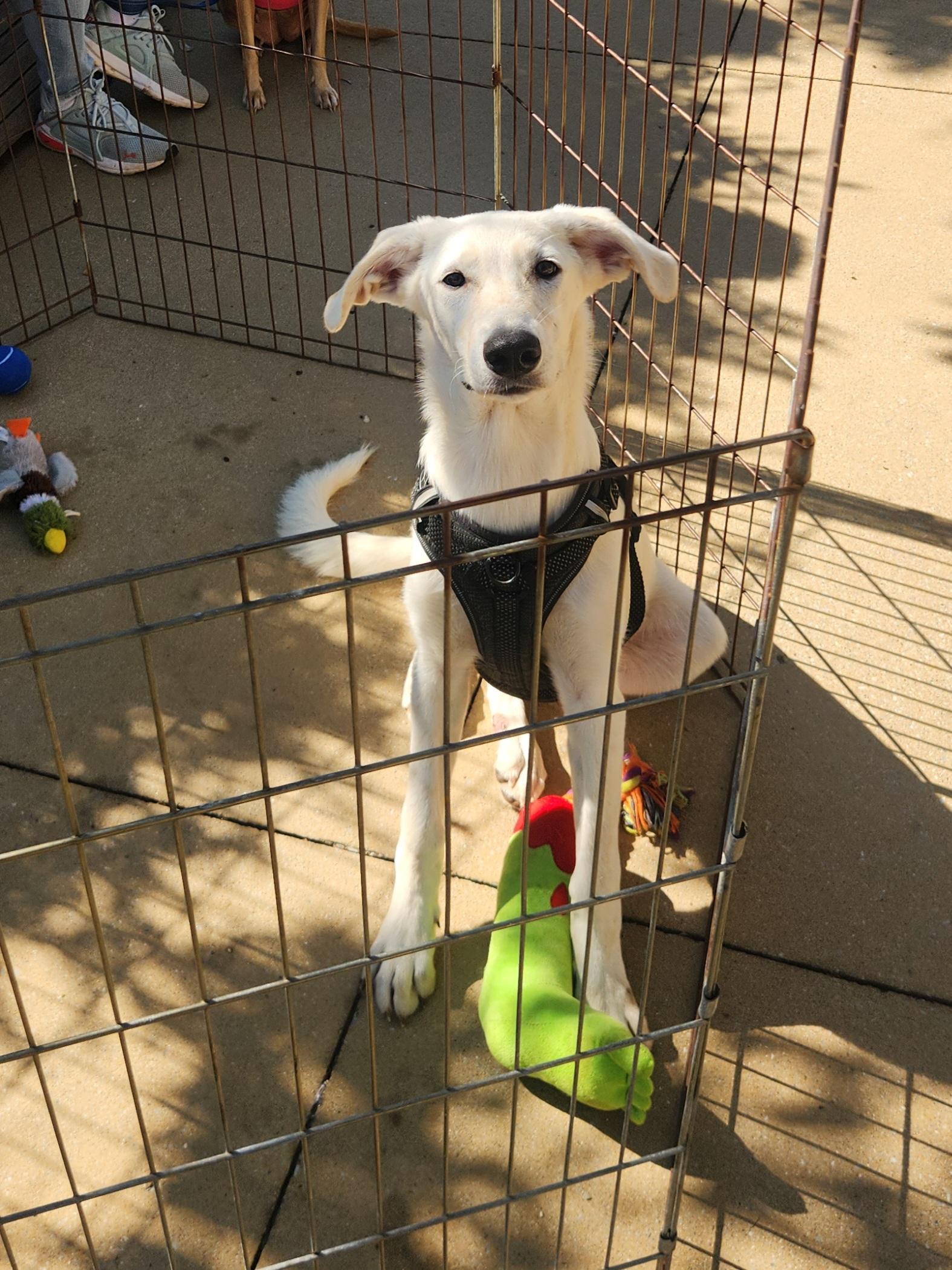 Enlarge Whitney, a Adoptable Labrador Retriever in Dallas, TX image 3/3