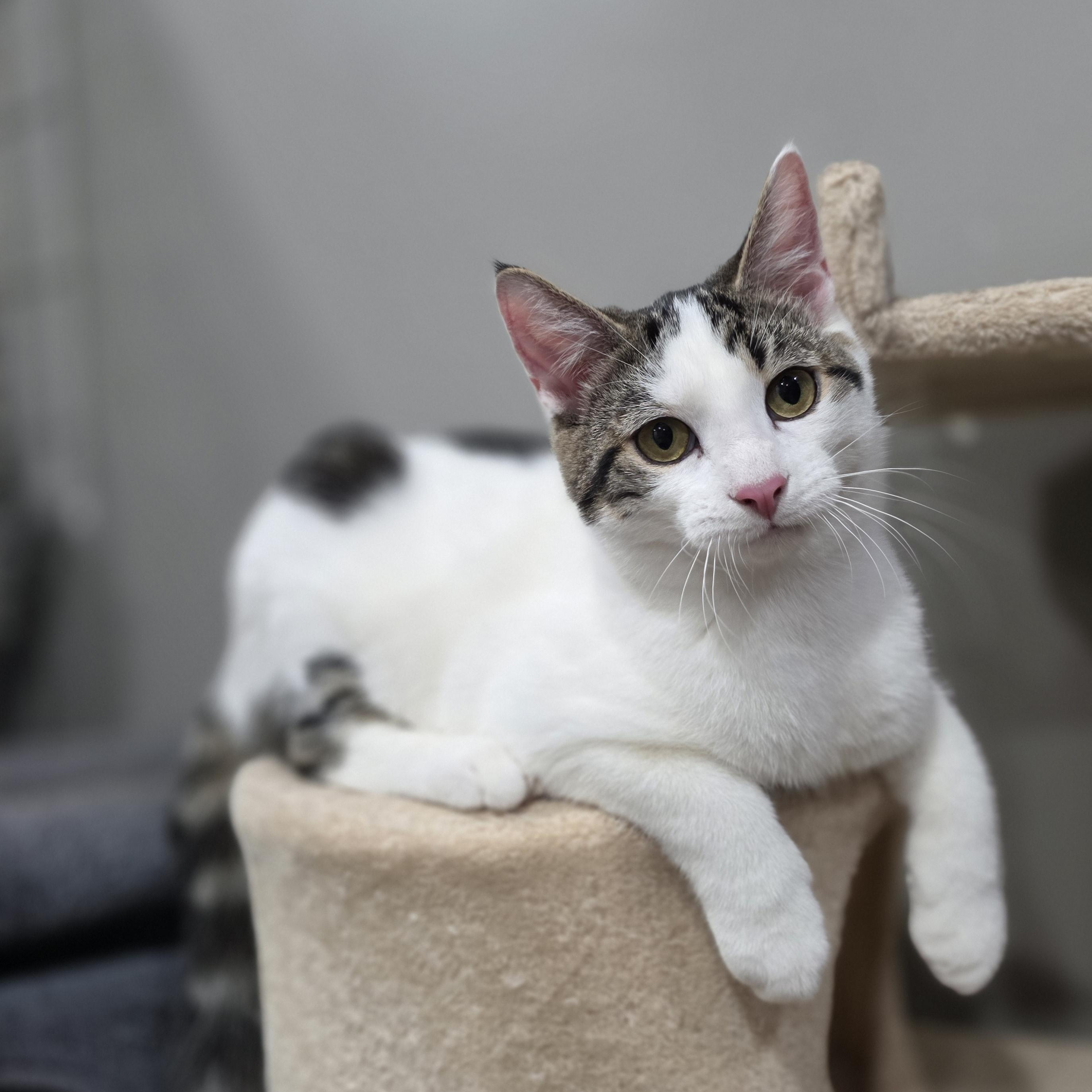 Enlarge Russell, a Adoptable Domestic Short Hair in Mastic beach, NY image 6/6