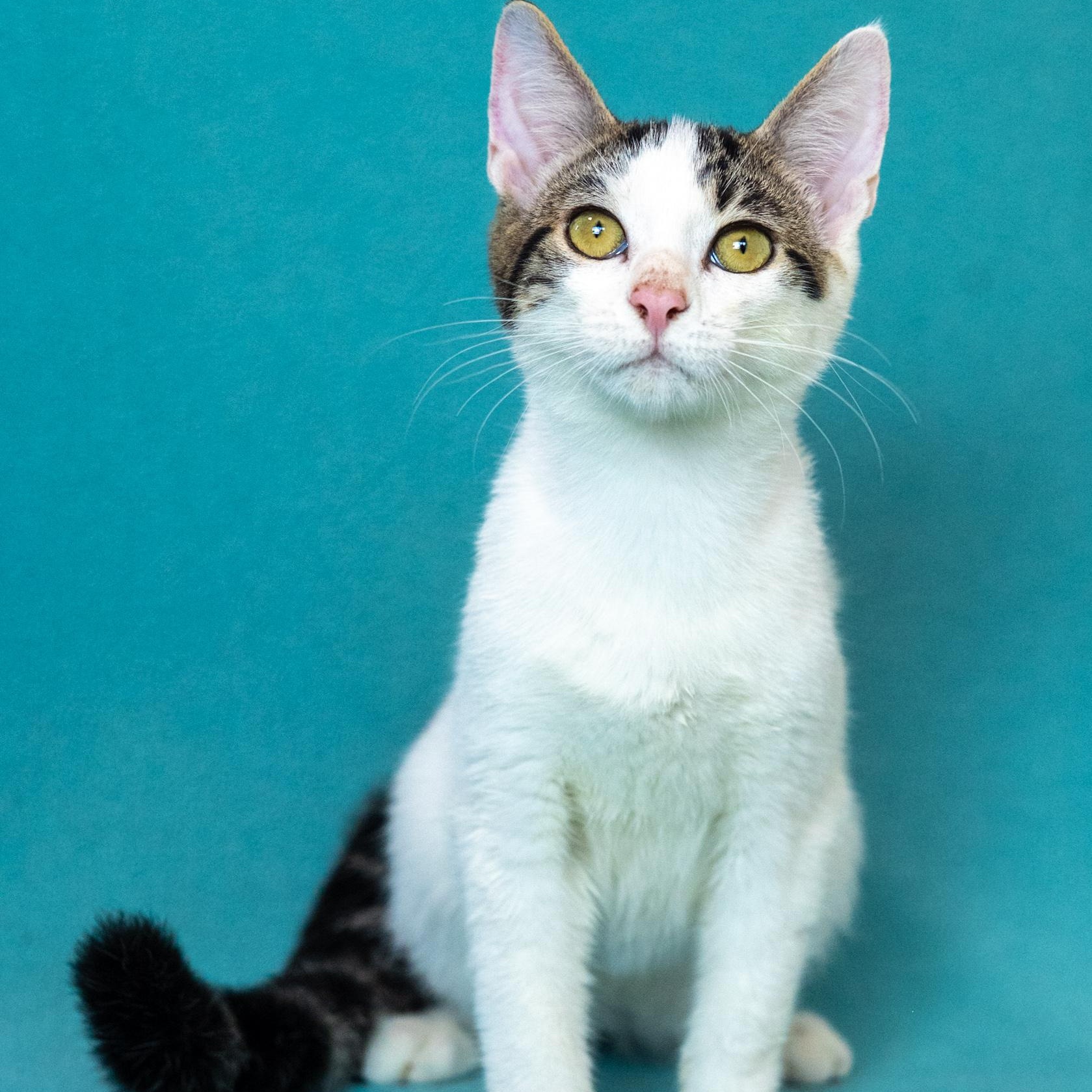 Enlarge Russell, a Adoptable Domestic Short Hair in Mastic beach, NY image 2/6