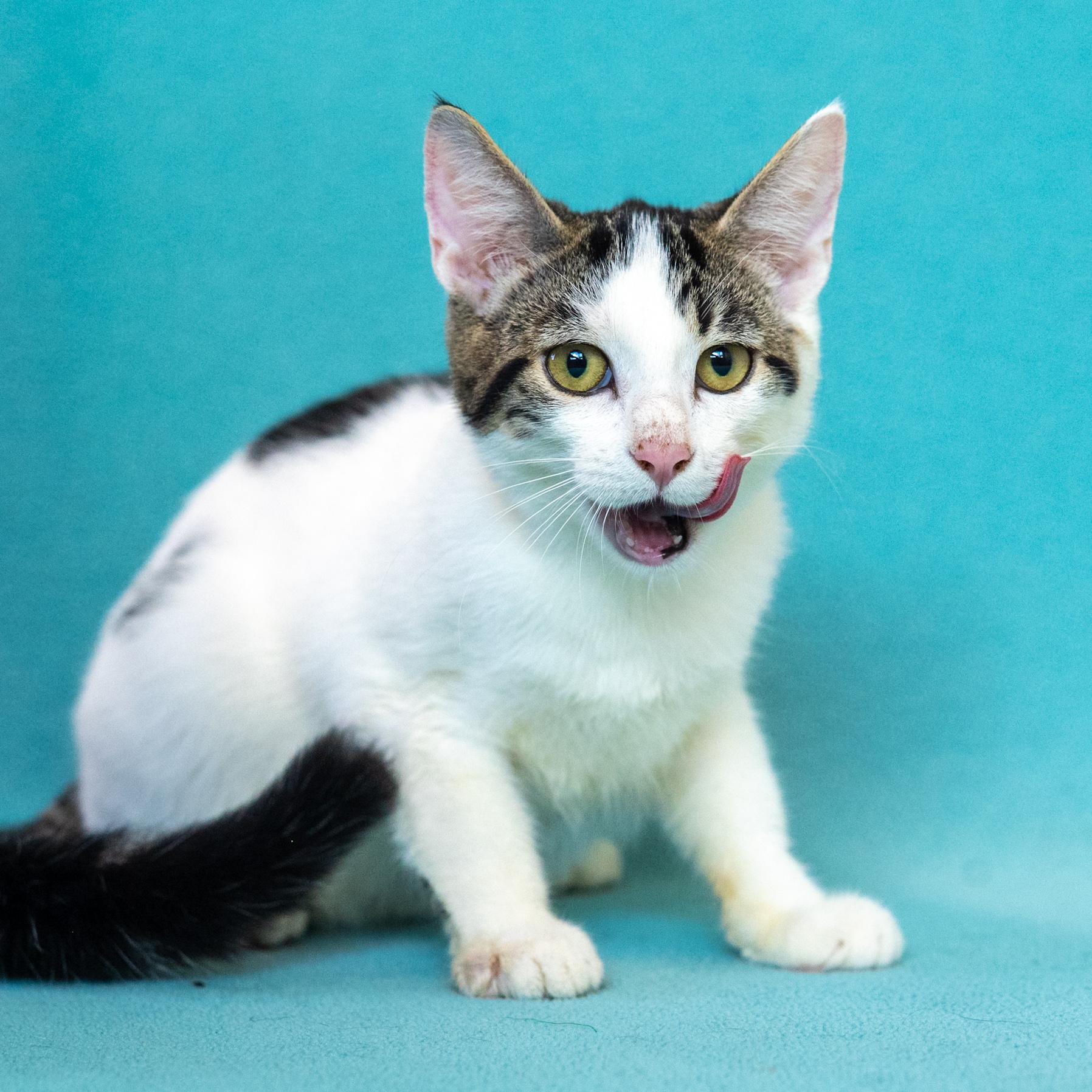 Enlarge Russell, a Adoptable Domestic Short Hair in Mastic beach, NY image 3/6