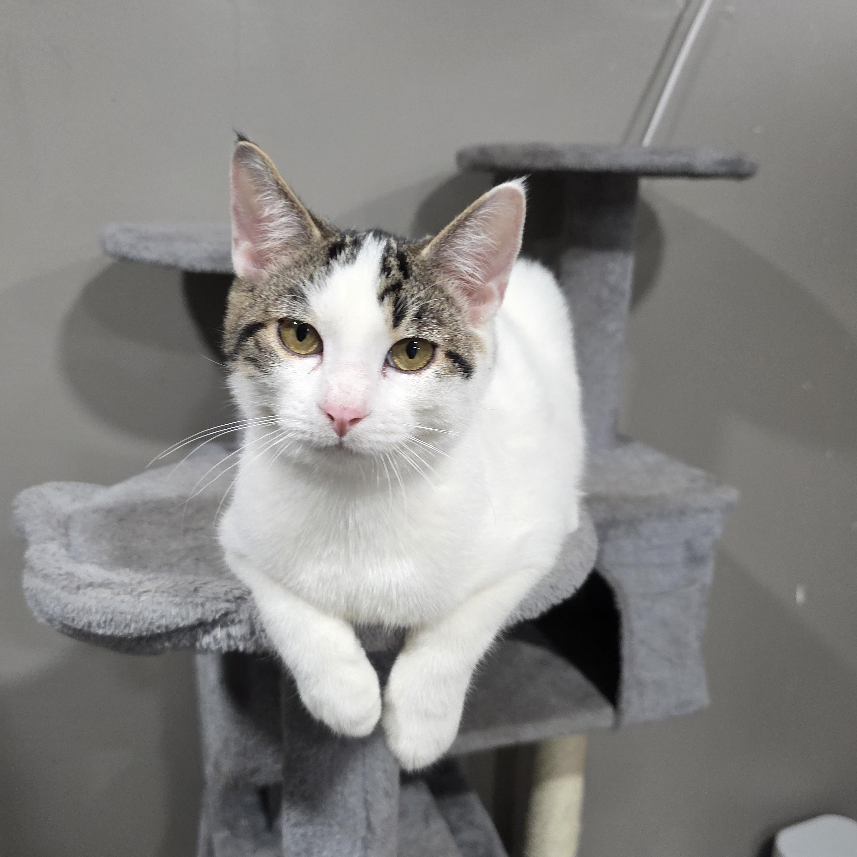 Enlarge Russell, a Adoptable Domestic Short Hair in Mastic beach, NY image 5/6