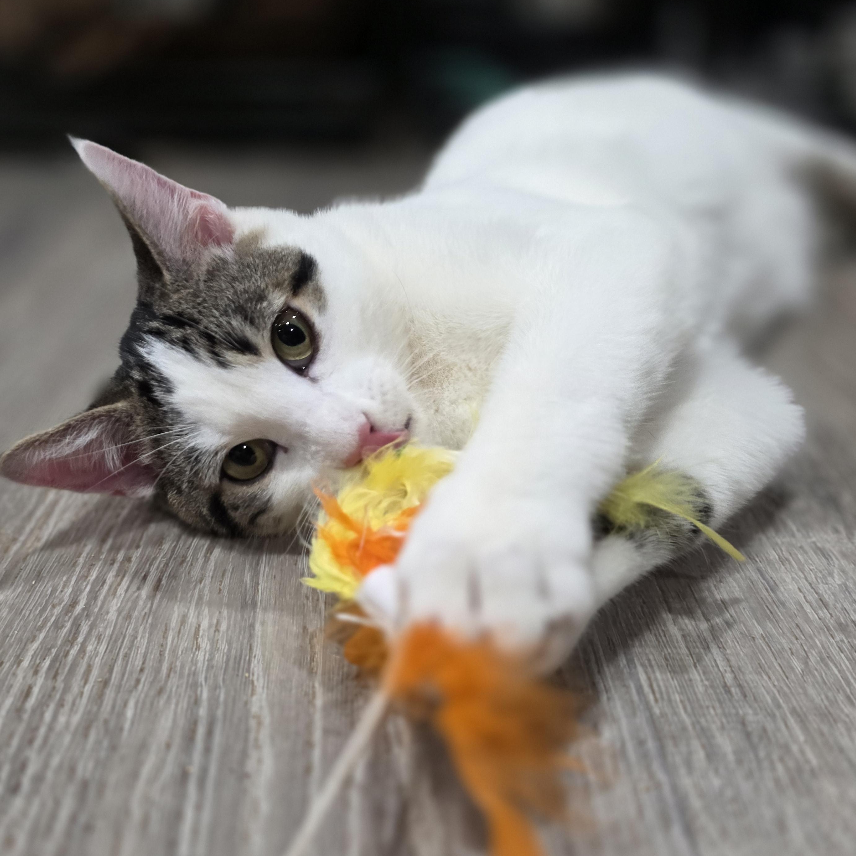 Russell, Adoptable, Kitten Male Domestic Short Hair.