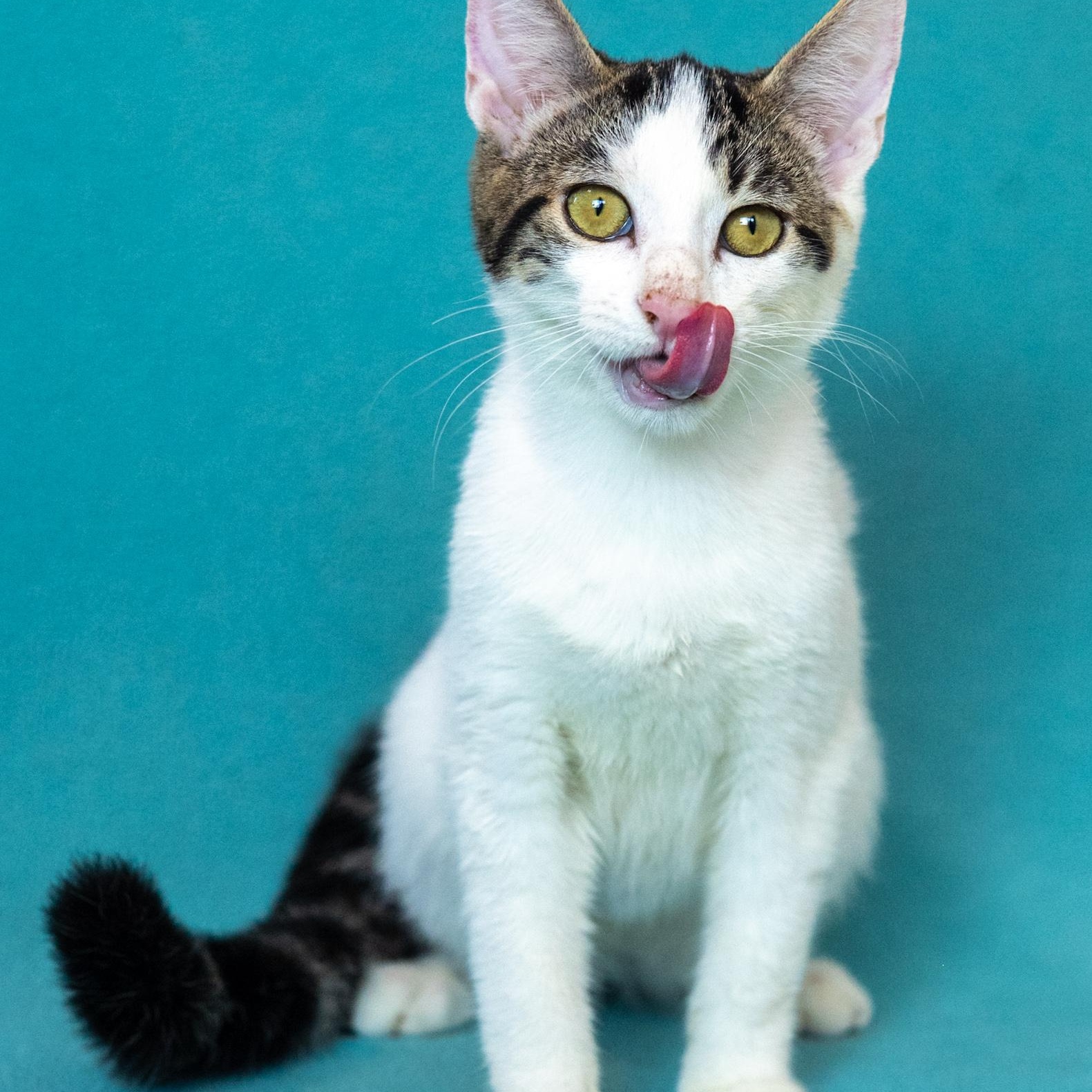 Enlarge Russell, a Adoptable Domestic Short Hair in Mastic beach, NY image 4/6