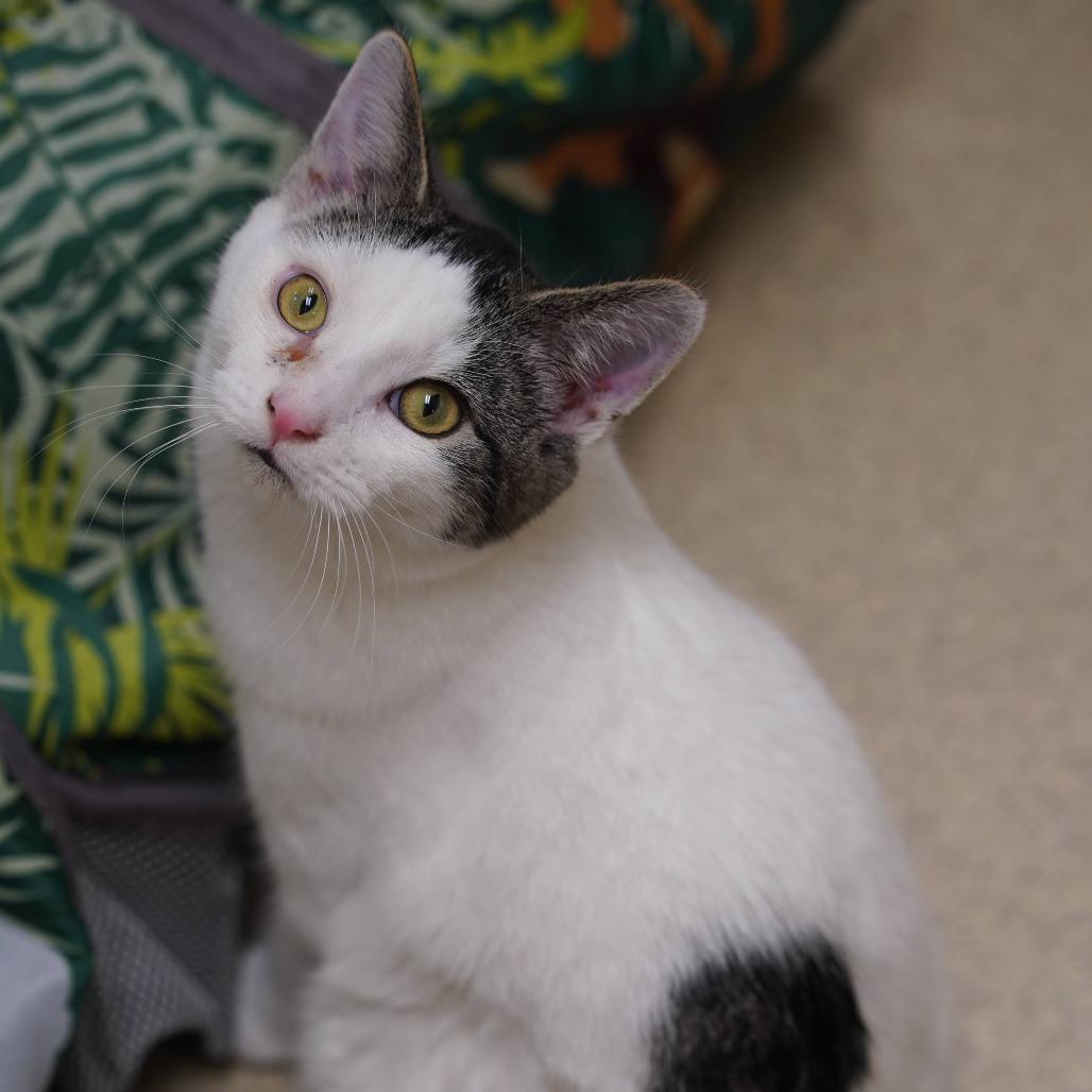 Briar, Adoptable, Young Male Domestic Short Hair.