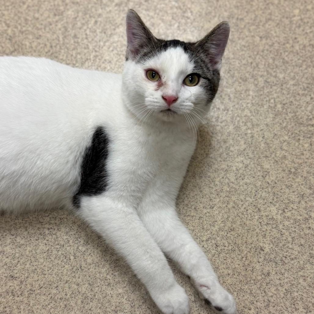 Enlarge Briar, a Adoptable Domestic Short Hair in Naperville, IL image 2/6