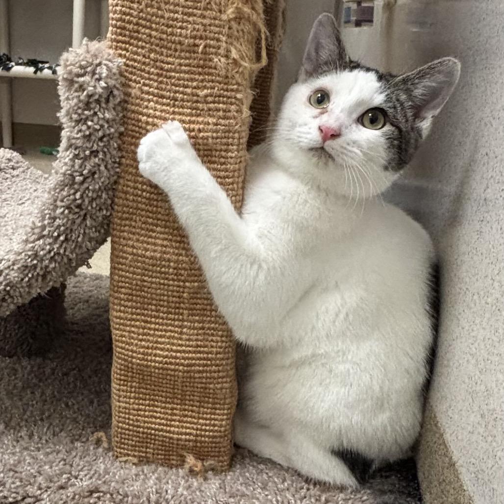 Enlarge Briar, a Adoptable Domestic Short Hair in Naperville, IL image 3/6