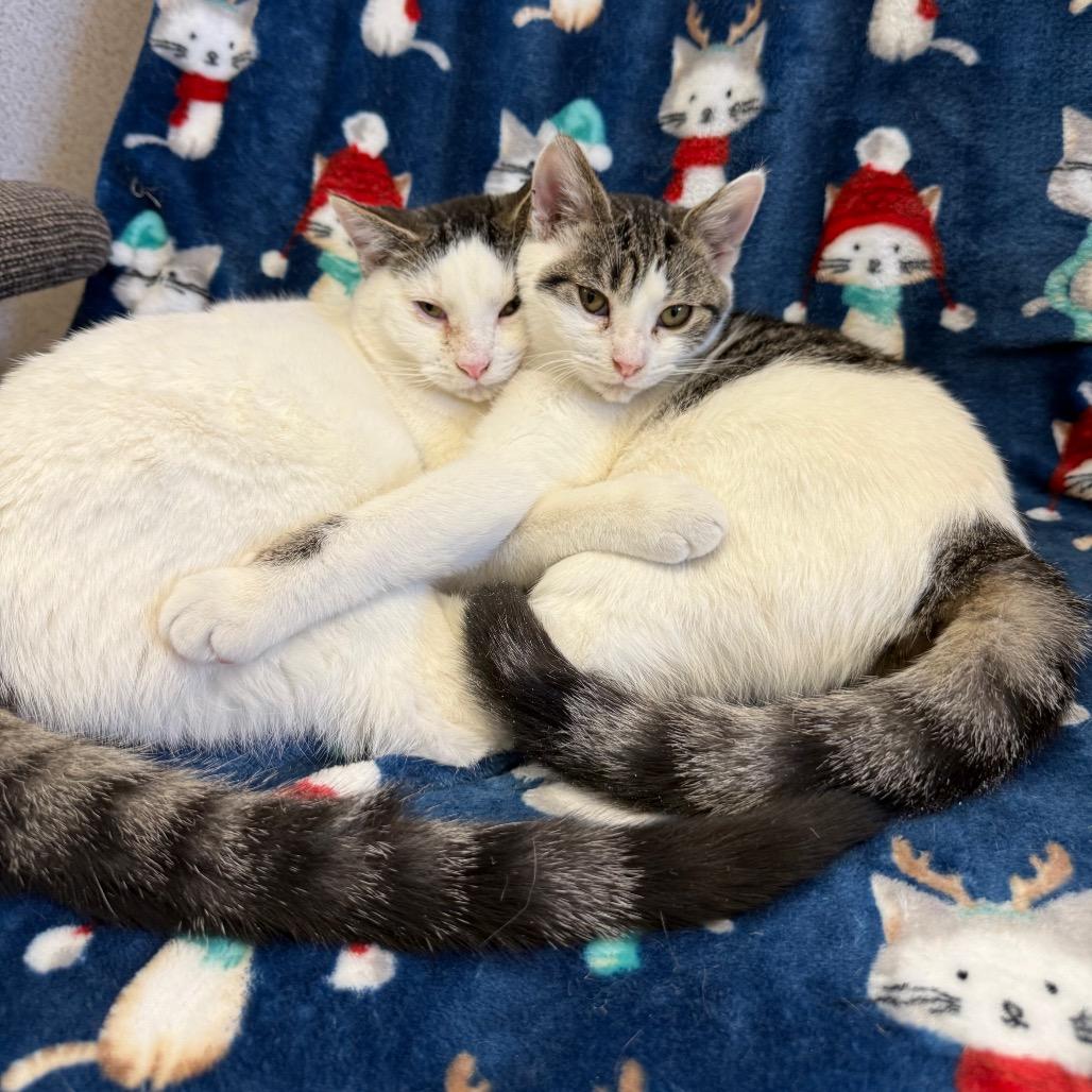 Enlarge Briar, a Adoptable Domestic Short Hair in Naperville, IL image 4/6