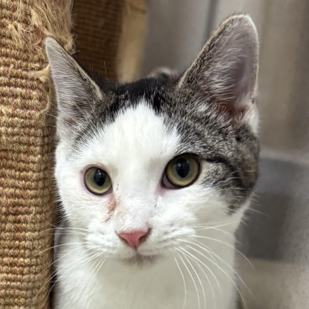 Enlarge Briar, a Adoptable Domestic Short Hair in Naperville, IL image 5/6