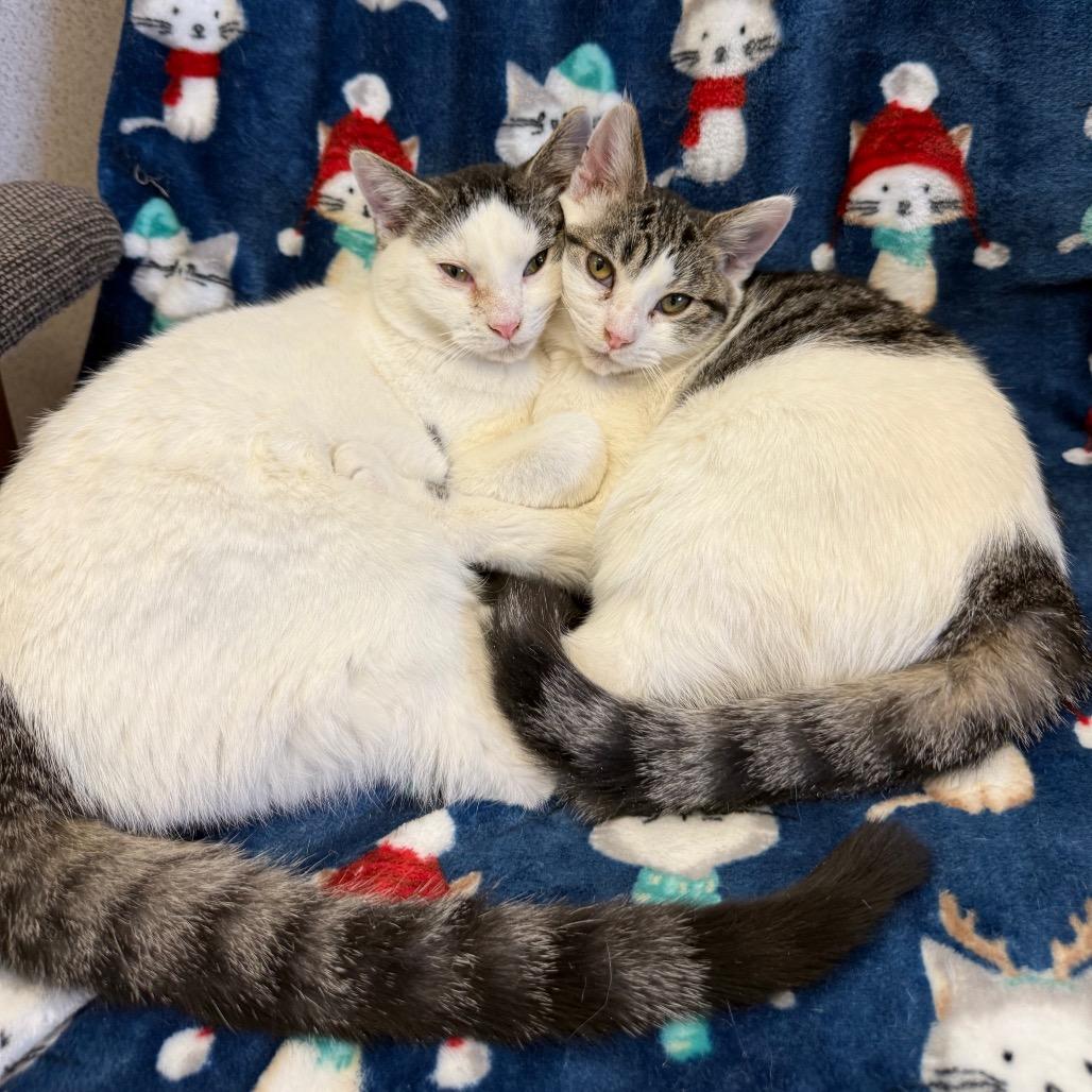 Enlarge Briar, a Adoptable Domestic Short Hair in Naperville, IL image 6/6