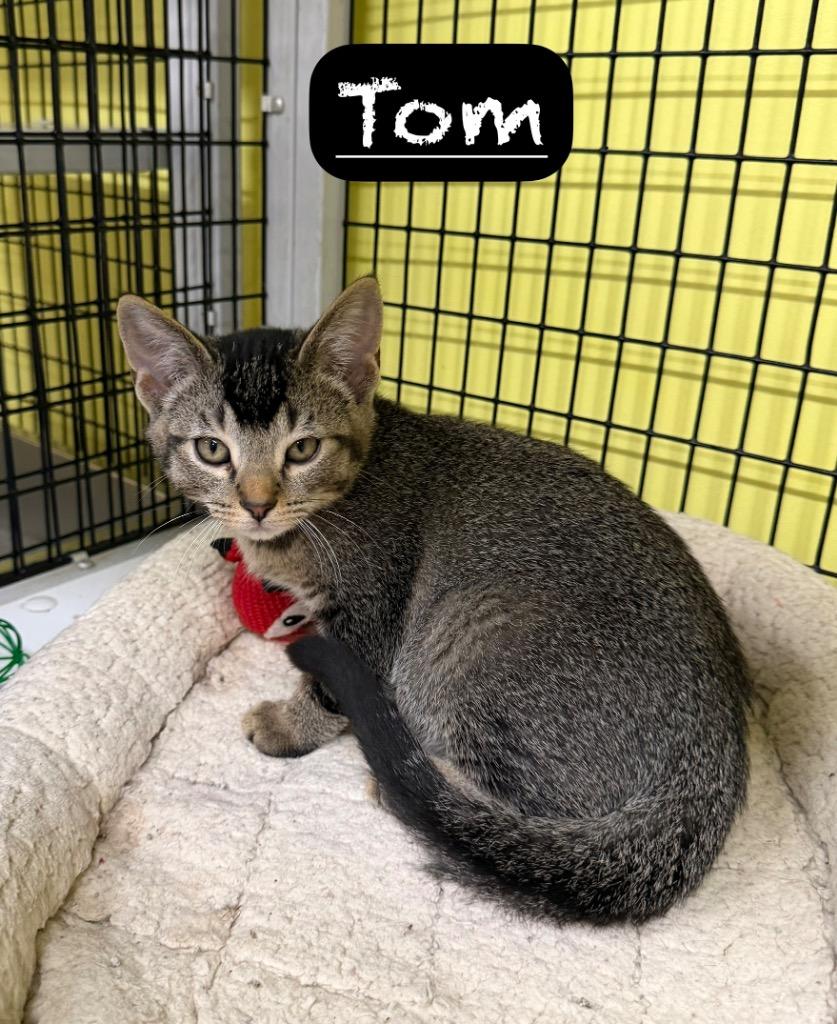 Tom, a Adoptable mixed breed in Maumelle, AR image 1/3