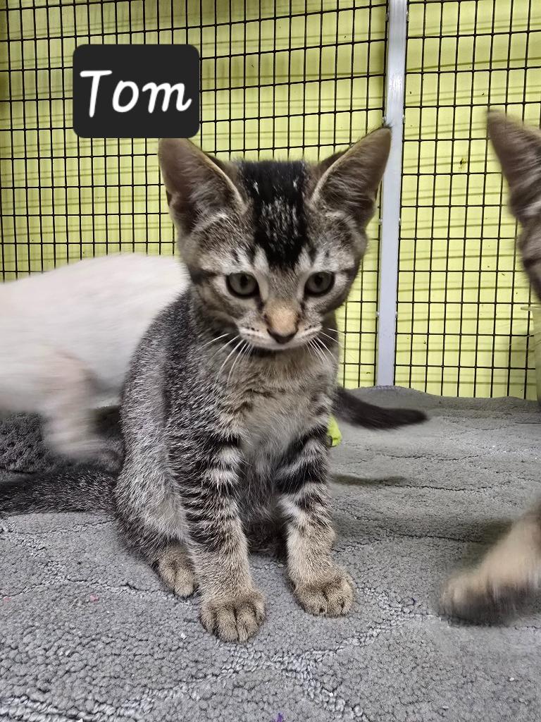 Tom, a Adoptable mixed breed in Maumelle, AR image 2/3