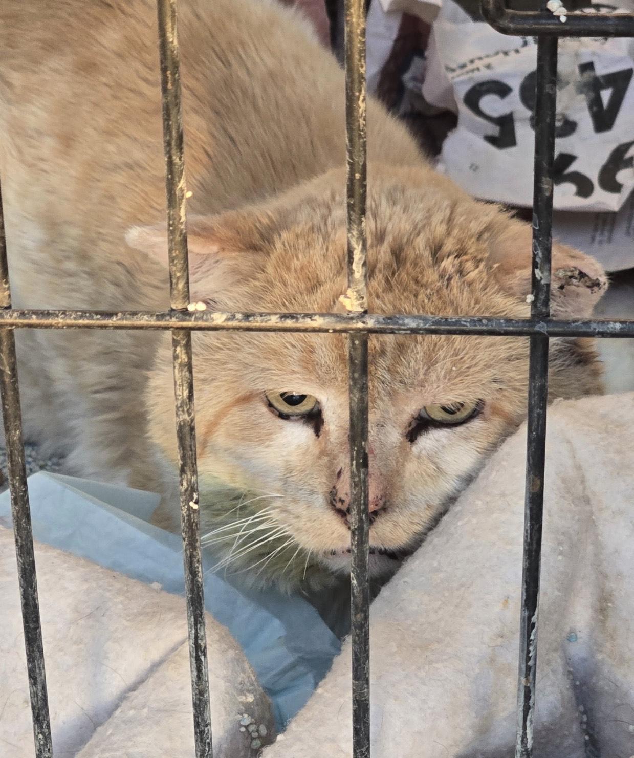 Enlarge Wild child, an adopted Domestic Short Hair in Deming, NM image 1/1