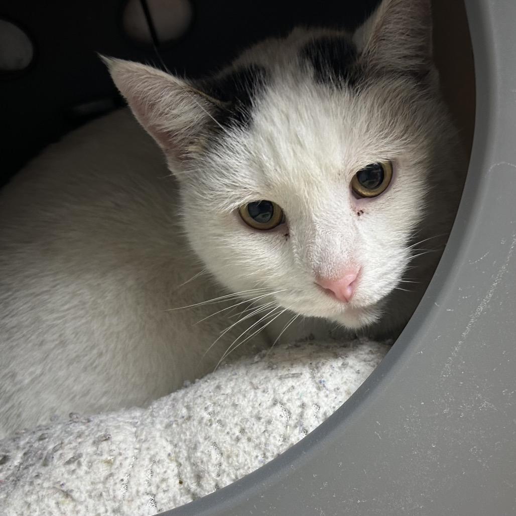 Enlarge Jack Skellypaws, a Adoptable mixed breed in Hannibal, MO image 1/1