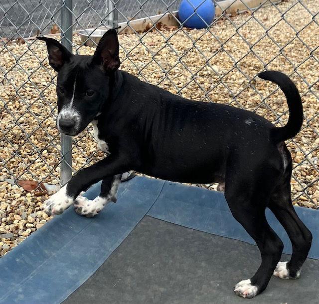 Louie 16 weeks, Adoptable, Young Male Labrador Retriever & Border Collie.