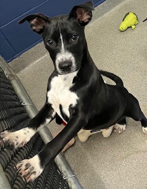 Enlarge Louie 16 weeks, a Adoptable Mixed Breed in Sterling, MA image 1/1