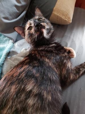 Gretchen W, Adoptable, Adult Female Tortoiseshell.