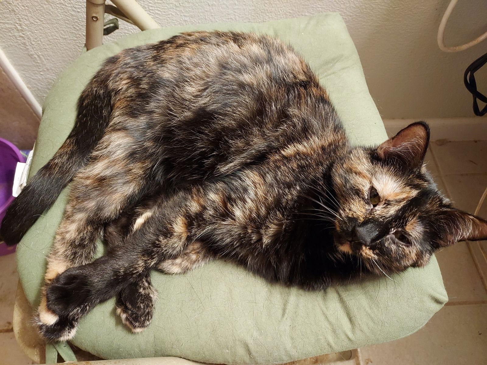 Enlarge Gretchen W, a Adoptable Tortoiseshell in Plano, TX image 3/3